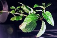 Soirée publique le 21 mai : les plantes sous influences